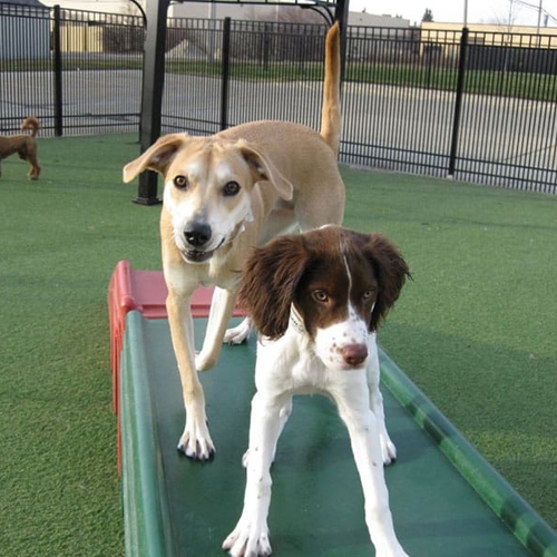 Two dogs stand together on a play ramp